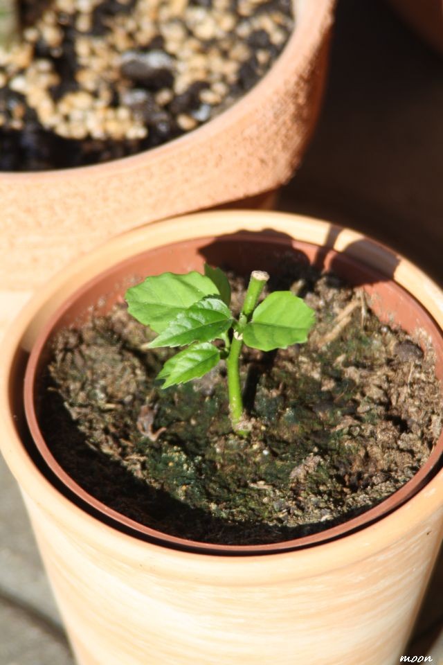 tropski hibiskus
